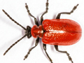 Lilioceris lilii